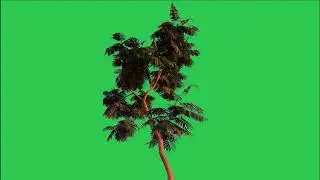 Tree green screen video, Green screen tree, tree green screen effect kinemaster, P-14