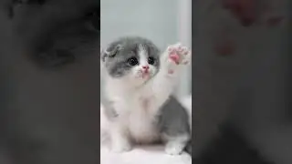 Эдит на котят 3