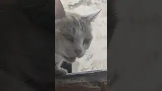 lonely cat
