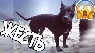 Capable of what a pit BULL
