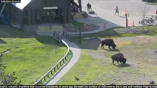 🌎 Incredible Closeup Shots of Bison Grazing - Yellowstone National Park - 2024-05-28