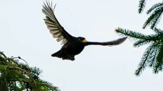 Blackbird – Lennon & McCartney