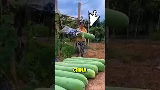 Giant Cucumbers Make Millions