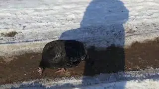 KURKALAR SAYIR QILISH KERAK KÓPROQ JUDA FOYDALI