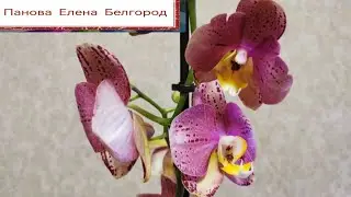 Розыгрыш орхидеи