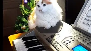 Когда Хочется Незаметно Уйти с Урока Музыки