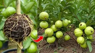 🌿How to grow Guava tree! great ideas of propagation Guava tree by air layering using green Coconut!🌴