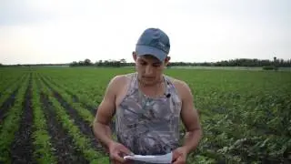 Обзор посевов подсолнечника под 