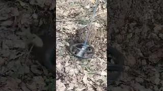 Находки на лесном овраге🔥 Поиск с металлоискателем #коп #находка #metaldetecting #digger #coin #лес