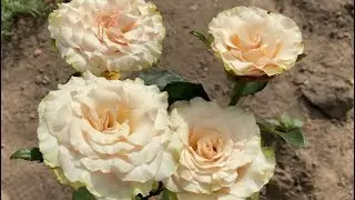 ROSE BLOOMING 2022🌹🥰. FLORAL MASTERPIECES 🌸🌺🌼🌹💐