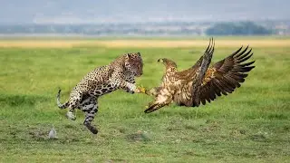 Leopard Attack Eagle In The Wild