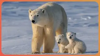 Arctic Animals Under Threat From Melting Ice Caps (4K Documentary)