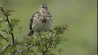 Pipit