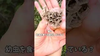 2度目の巣落下！ぐちゃぐちゃになったアシナガバチの巣。ヤバめの蜂 観察日記44日目。私は京都の週末養蜂家！ #Shorts