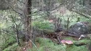 Raccolta porcini fenomenale trentino
