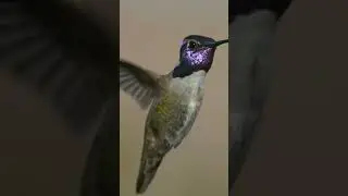 Did You Know Hummingbirds Can FlyBackwards? #youtubeshorts #shortvideos #shorts #viralvideo
