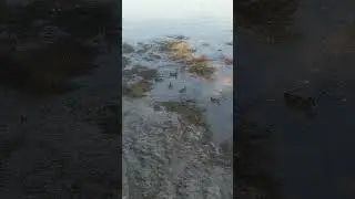 Ducks at Sea