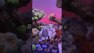 Biota DERASA and MAXIMA Clams