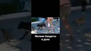 Коты напали на собаку, ужас!!!