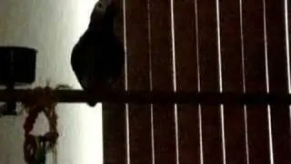 Freakin' Air Rat