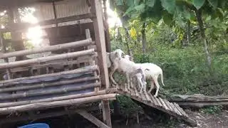 Permulaan Ternak Domba#Kandang mini