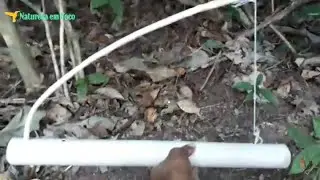Armadilha de laço para pegar ratos