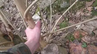 Про спиленный клен и ревность кошек.
