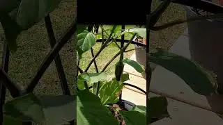 Jalapeños de Abril