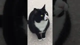 Tuxedo cat chattering at a bird