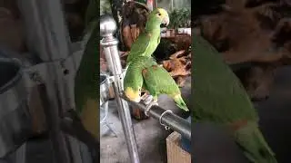 Parrot Talking - Smart And Funny Parrots Video | EP705