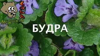 BUDRA (Poisonous Plants. School of Herbalism)