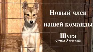Шуга - новый член нашей команды, родословная приложена в видео.