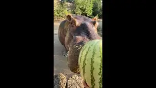 Mahali the Hippo Loves Watermelon 🍉🦛