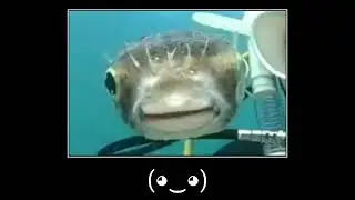 (◕‿◕)