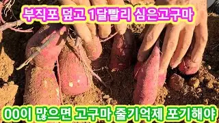 00이 많으면 고구마줄기억제 포기해야...부직포덮고 1달빨리심은 고구마 캐보기