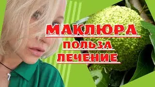 Маклюра| адамово яблоко| настойка применение