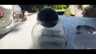 Слива  Бербанк гігант