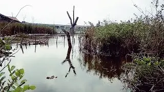 MASIH DI KOTA WALI