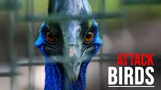 The Most Dangerous Birds On Earth