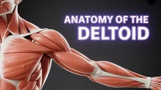 Shoulder Pain - Deltoid Muscle Trigger Points Explained