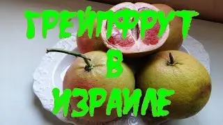 ГРЕЙПФРУТ