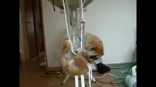 смешное животное