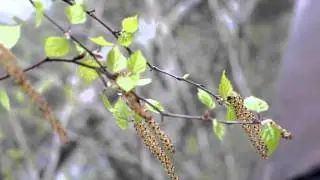 ЦВЕТ ВЕСНЫ  Берёза Футаж