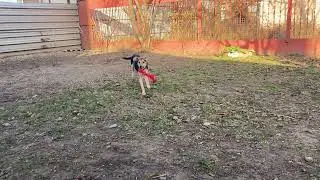 Спасти бездомную Лейлу
