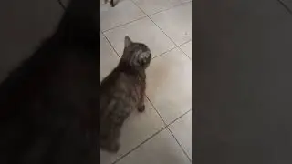 Кошка просит кушать #кошка #домашниеживотные #catlover #животные #funny #cat #animals #shortsvideo