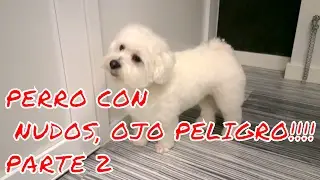 PERRO LLENO DE NUDOS, OJO PELIGRO!!!!!  PARTE 2