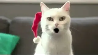 cat singing christmas song