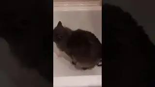 кот срет под дапскеп