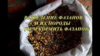 Чем кормить фазанов
