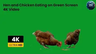 Hen and Chicken Eating on Green Screen 4K video #greenscreen #birds #hen #chicken #chicks #editing